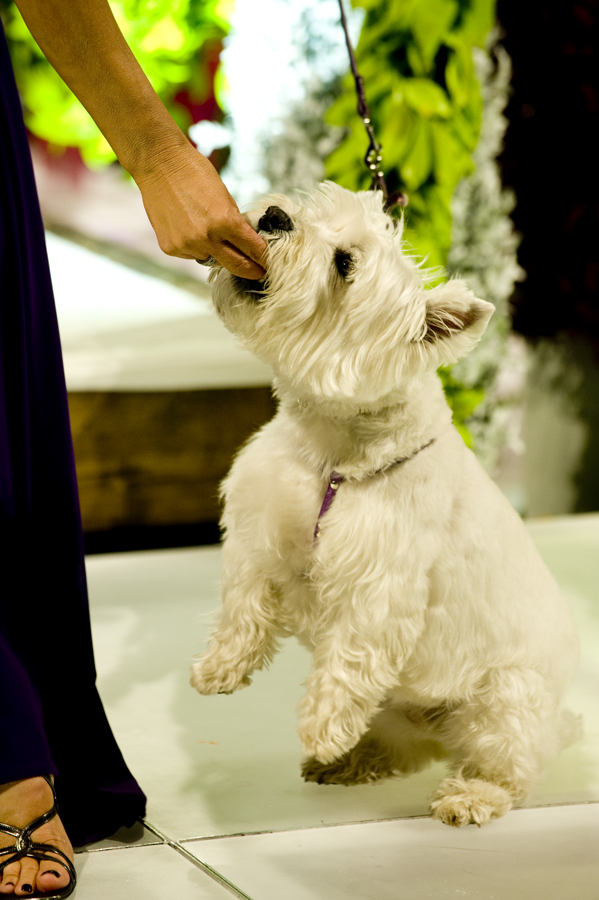 FASHION FOR PAWS 2012 (BLOG)